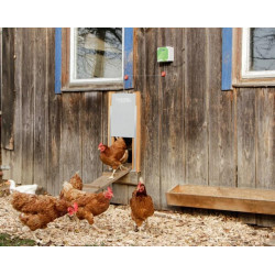 Automatinės vištų durelės su stumdomomis durimis 430x400mm, supakuotos 70545